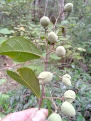 Dichapetalum