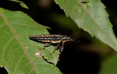 Rhinotia lineata