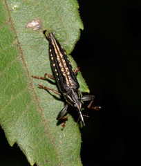 Rhinotia lineata