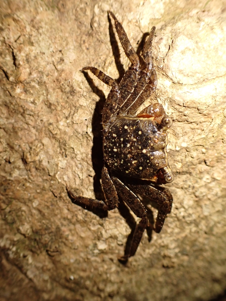 Narrow Tree Crab