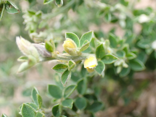 Canary Broom (Genista canariensis)