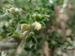 Genista canariensis, photograph (c) Andreas Taeger, some rights reserved (CC BY)