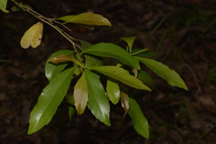 Elaeocarpus obovatus