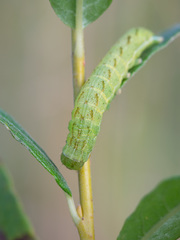 Lacanobia contigua