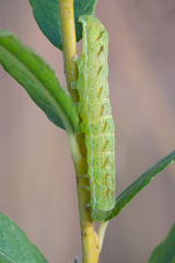 Lacanobia contigua