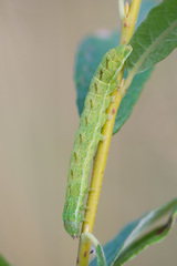 Lacanobia contigua