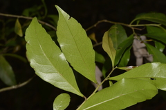 Elaeocarpus obovatus