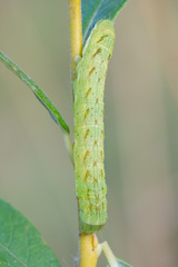 Lacanobia contigua