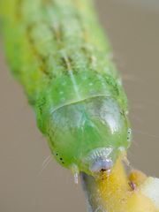 Lacanobia contigua