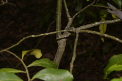 Elaeocarpus obovatus