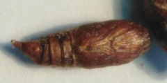 Archips crataegana