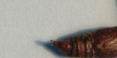 Archips crataegana