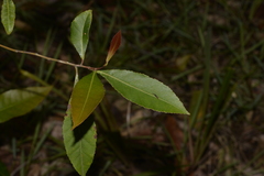 Elaeocarpus reticulatus