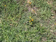 Plantago maritima serpentina