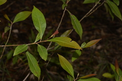 Elaeocarpus reticulatus
