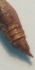 Archips crataegana