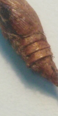 Archips crataegana