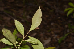 Elaeocarpus reticulatus