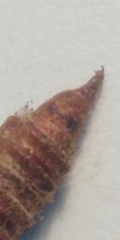 Archips crataegana