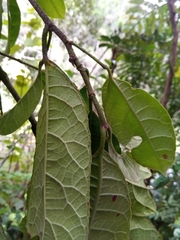 Ficus brachyclada image