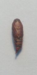Archips crataegana