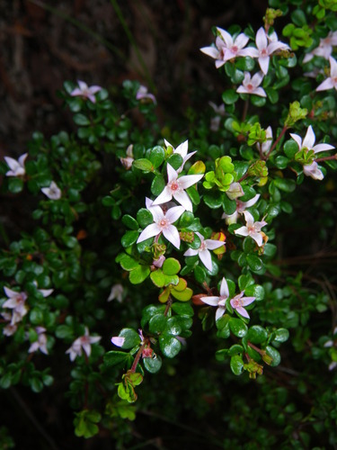 Alpine Boronia (Boronia algida)