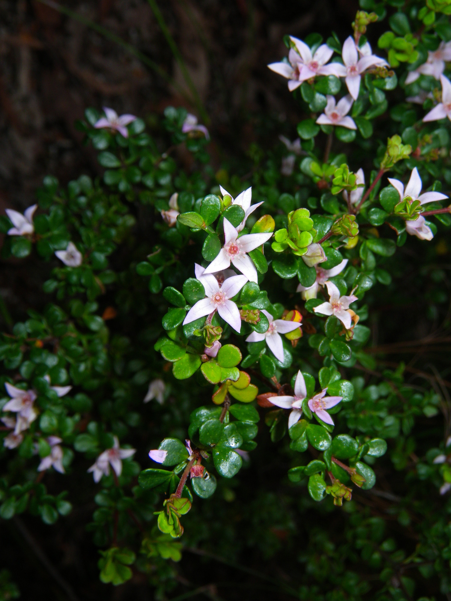 Alpine Boronia (Boronia algida)