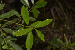 Myrsine variabilis