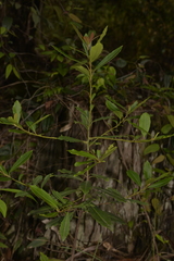 Myrsine variabilis