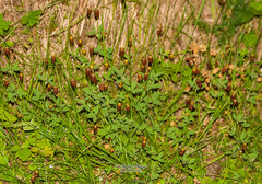 Trifolium spadiceum