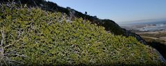 Phylica greyi