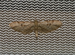 Eupithecia bolterii