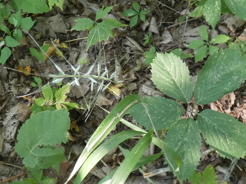 bottlebrush grass (Elymus hystrix)