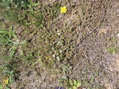 Pilosella castellana