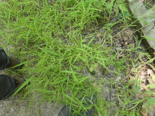 white grass (Leersia virginica)