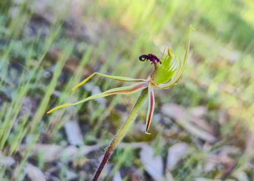 Mallee Spider-orchid (Caladenia verrucosa)