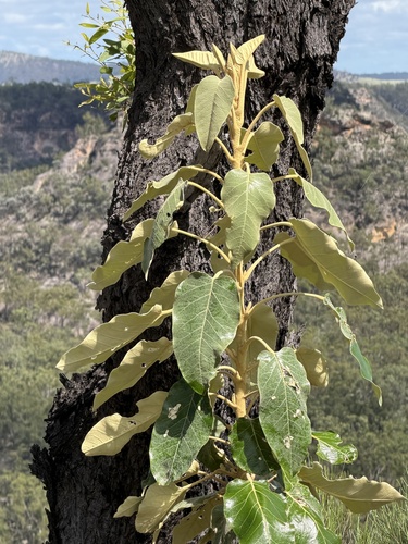 Astrotricha cordata (Astrotricha cordata)