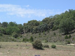 Juniperus thurifera
