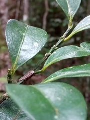 Suregada