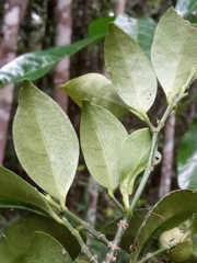 Suregada