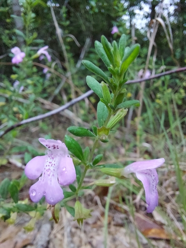 Clinopodium dentatum, photograph 2