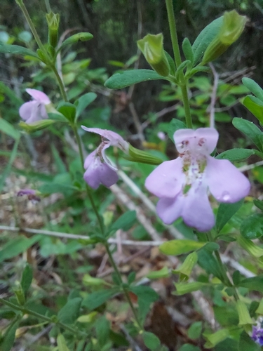 Clinopodium dentatum, photograph 3
