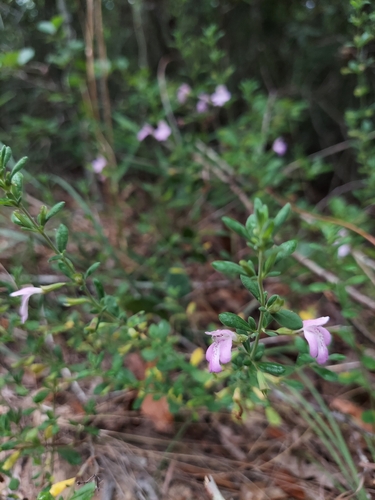 Clinopodium dentatum, photograph 4