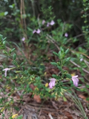 Clinopodium dentatum, photograph (c) Athena Philips, some rights reserved (CC BY)