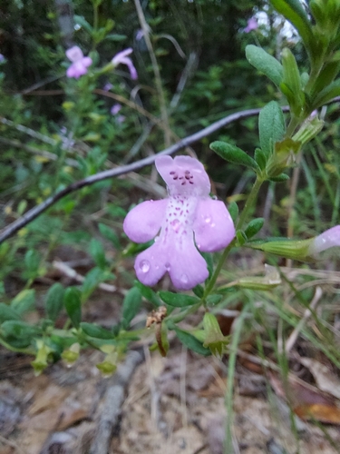 Clinopodium dentatum, photograph 5