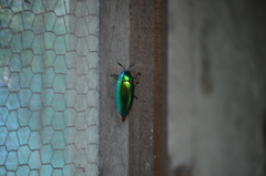 Sternocera aequisignata