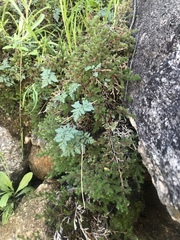 Myriopteris wrightii