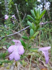 Clinopodium dentatum, photograph (c) Athena Philips, some rights reserved (CC BY)