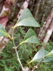 Suregada