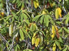Rhododendron arboreum